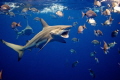   Shark dive about twenty Black Tips around when was lucky get one them who had just eaten tail fish  